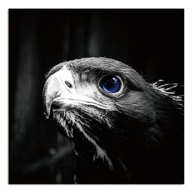 Amazing Oppidan Home Focused Eagle Acrylic Wall Art