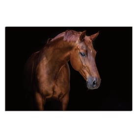 Amazing Oppidan Home Pensive Mare Acrylic Wall Art