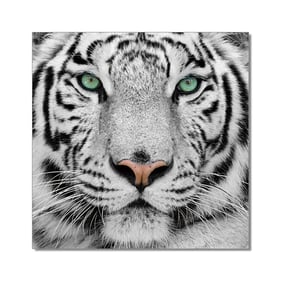 Amazing Oppidan Home Snow Tiger Acrylic Wall Art