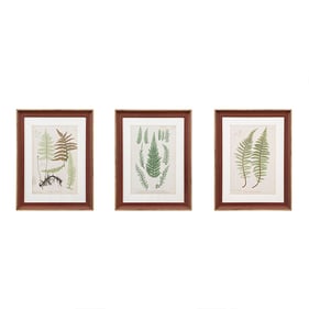 Olliix Martha Stewart Lady Fern Green Botanical Illustration 3pc Wall Art S...