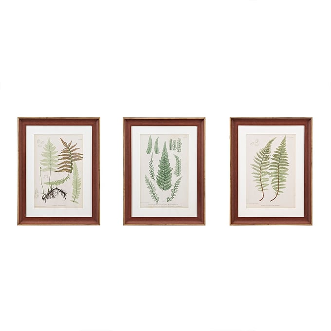 Olliix Martha Stewart Lady Fern Green Botanical Illustration 3pc Wall Art Set OLIX-MT95G-0003